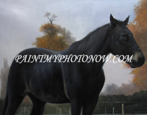 Horse Portraits