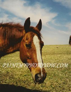Horse Photos